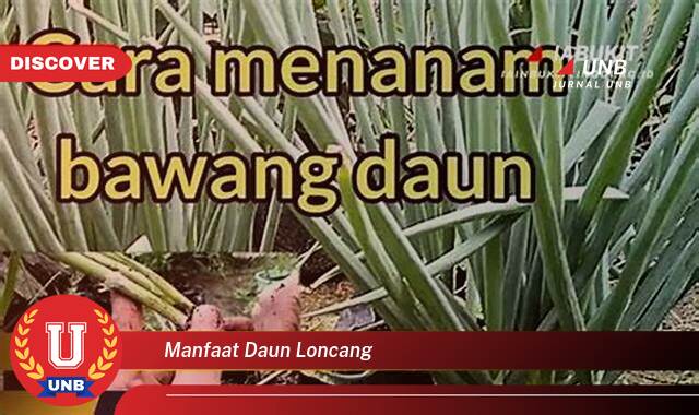 Inilah 10 Manfaat manfaat daun loncang yang tidak Semua Orang Tau