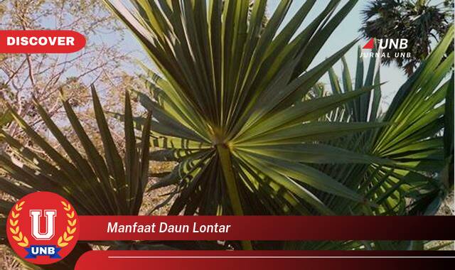 Temukan 8 Manfaat manfaat daun lontar yang Wajib kamu ketahui