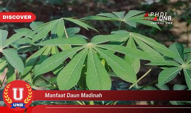 Temukan 8 Manfaat manfaat daun madinah yang Jarang Diketahui