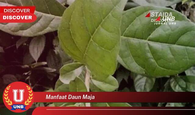 Ketahui 10 Manfaat manfaat daun maja yang tidak Semua Orang Tau