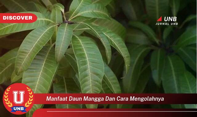 9 Manfaat manfaat daun mangga dan cara mengolahnya yang Wajib Kamu Intip