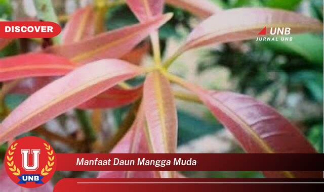 Temukan 8 Manfaat Daun Mangga Muda untuk Kesehatan, Dari Mengatasi Diabetes hingga Meningkatkan Imunitas