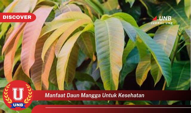 Inilah 8 Manfaat manfaat daun mangga untuk kesehatan yang Wajib Kamu Intip