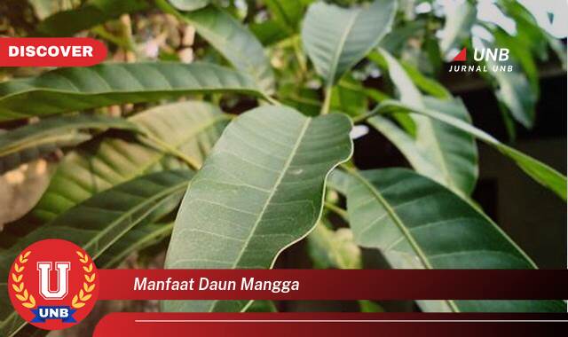 Temukan 10 Manfaat Daun Mangga untuk Kesehatan, Mengatasi Diabetes, Kolesterol, dan Banyak Lagi Temukan 10 Manfaat Daun Mangga untuk Kesehatan, Mengatasi Diabetes, Kolesterol, dan Banyak Lagi