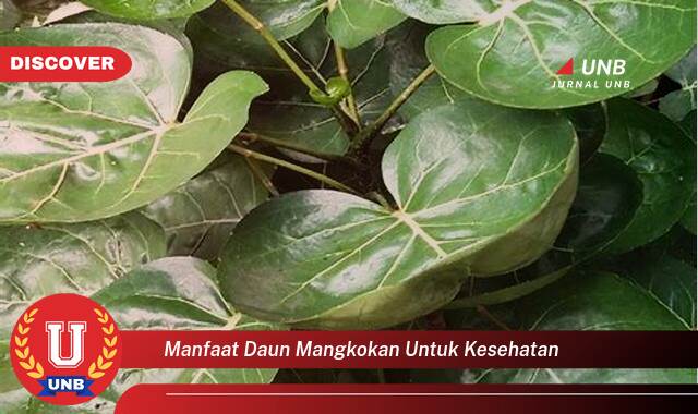 Temukan 9 Manfaat Daun Mangkokan untuk Kesehatan,  Khasiat Luar Biasa bagi Tubuh Anda