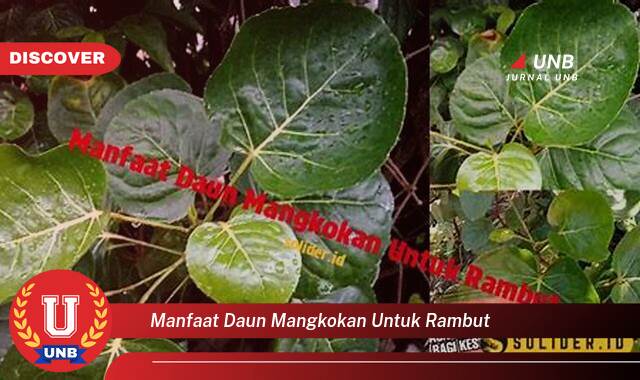 Temukan 10 Manfaat Daun Mangkokan untuk Rambut,  Atasi Kerontokan, Ketombe, dan Dapatkan Rambut Sehat Berkilau