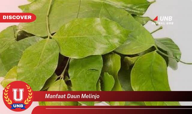 Temukan 8 Manfaat Daun Melinjo untuk Kesehatan dan Kecantikan Anda