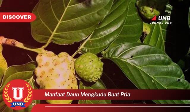 Temukan 10 Manfaat Daun Mengkudu untuk Kesehatan Pria, Meningkatkan Stamina dan Vitalitas