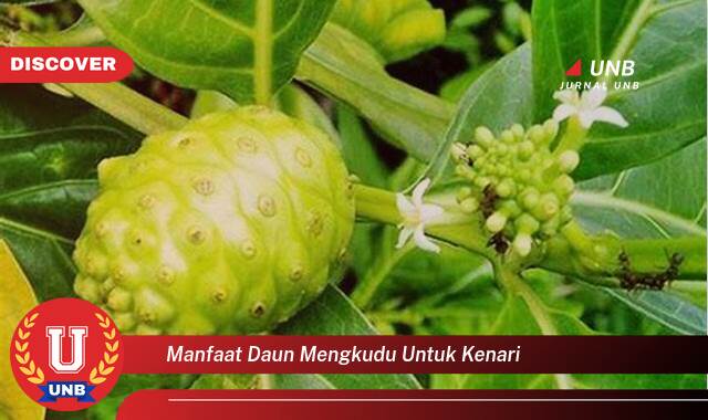 Temukan 8 Manfaat Daun Mengkudu untuk Kesehatan Kenari Anda dan Cara Penggunaannya