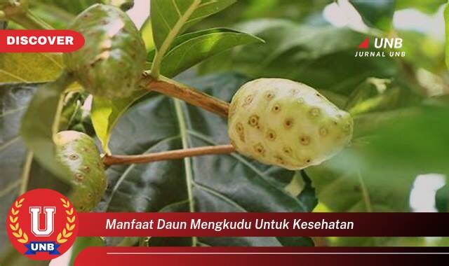 Temukan 10 Manfaat Daun Mengkudu untuk Kesehatan, 10 Khasiat Luar Biasa dan Cara Penggunaannya