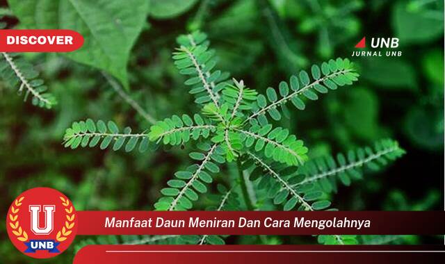 Temukan 9 Manfaat Daun Meniran untuk Kesehatan dan Cara Mengolahnya dengan Mudah Temukan 9 Manfaat Daun Meniran untuk Kesehatan dan Cara Mengolahnya dengan Mudah