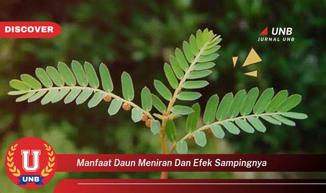 Temukan 10 Manfaat Daun Meniran untuk Kesehatan dan Efek Samping yang Perlu Diwaspadai