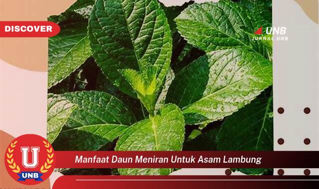 Ketahui 9 Manfaat manfaat daun meniran untuk asam lambung yang tidak Semua Orang Tau