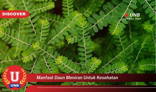 Temukan 10 Manfaat Daun Meniran untuk Kesehatan Tubuh Anda Secara Alami