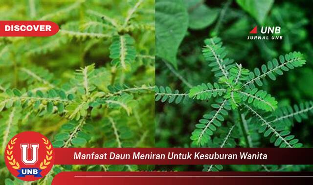 Ketahui 9 Manfaat manfaat daun meniran untuk kesuburan wanita yang Wajib kamu ketahui