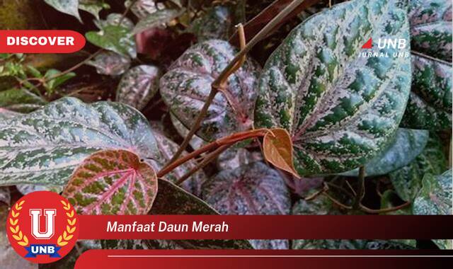 Temukan 8 Manfaat Daun Merah untuk Kesehatan, Kecantikan, dan Lainnya