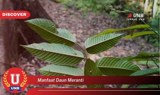 Ketahui 9 Manfaat manfaat daun meranti yang Bikin Kamu Penasaran
