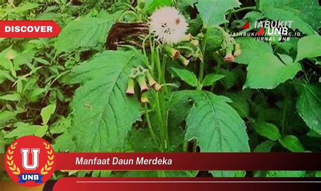 Temukan 9 Manfaat Daun Merdeka untuk Kesehatan dan Kecantikan Anda