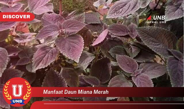 Temukan 10 Manfaat Daun Miana Merah untuk Kesehatan Anda, Dari Perawatan Luka Hingga Mengatasi Masalah Pencernaan