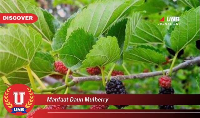 10 Manfaat manfaat daun mulberry yang Bikin Kamu Penasaran