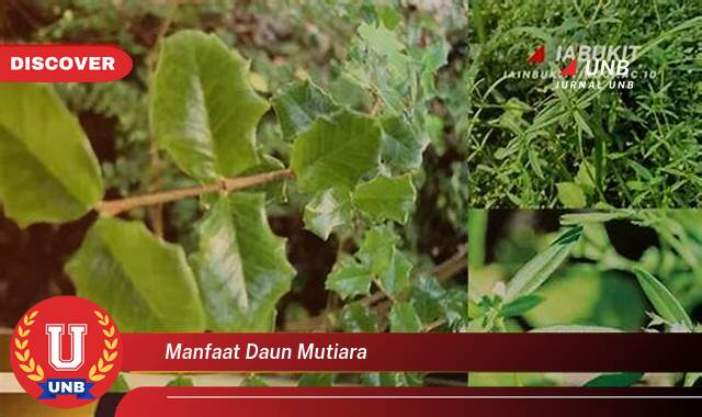 Temukan 10 Manfaat manfaat daun mutiara yang Jarang Diketahui