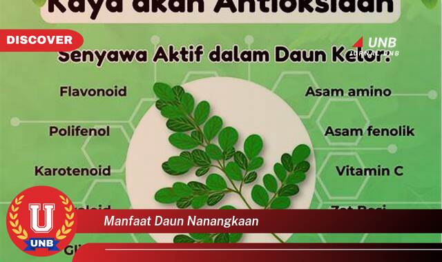 9 Manfaat manfaat daun nanangkaan yang Wajib Kamu Intip