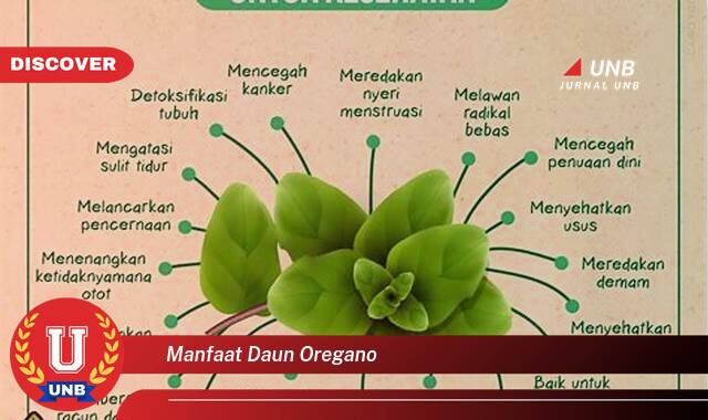 Inilah 9 Manfaat manfaat daun oregano yang Wajib Kamu Intip