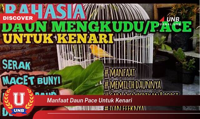 Ketahui 10 Manfaat manfaat daun pace untuk kenari yang tidak Semua Orang Tau