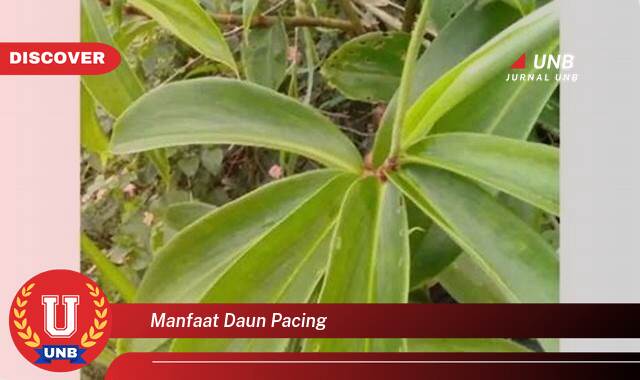 Temukan 8 Manfaat Daun Pacing untuk Kesehatan, Khasiat, Cara Penggunaan, dan Efek Samping Temukan 8 Manfaat Daun Pacing untuk Kesehatan, Khasiat, Cara Penggunaan, dan Efek Samping