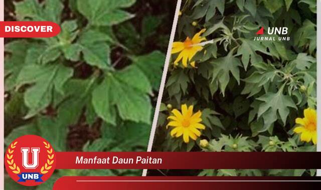 Inilah 8 Manfaat manfaat daun paitan yang Wajib Kamu Intip