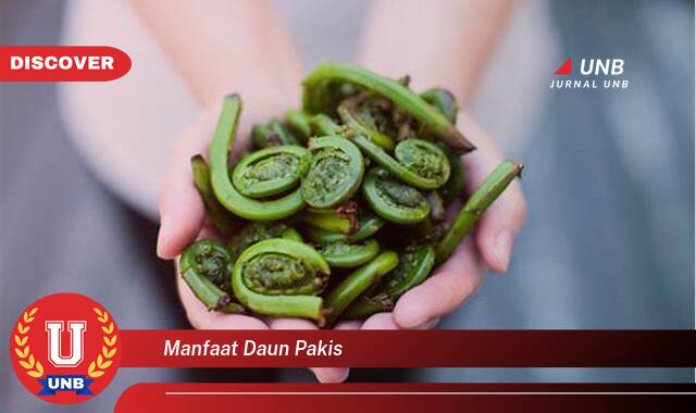 Temukan 10 Manfaat Daun Pakis untuk Kesehatan, Dari Meningkatkan Imunitas Hingga Menyehatkan Tulang