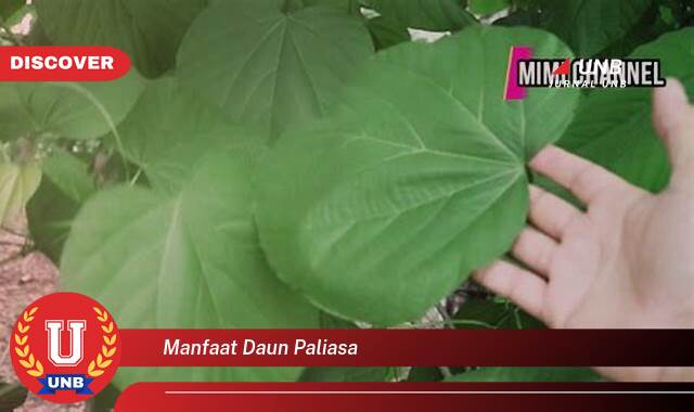 Temukan 10 Manfaat Daun Paliasa untuk Kesehatan, Kecantikan, dan Lainnya