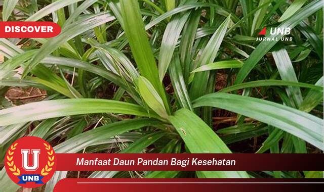 Ketahui 10 Manfaat manfaat daun pandan bagi kesehatan yang tidak Semua Orang Tau