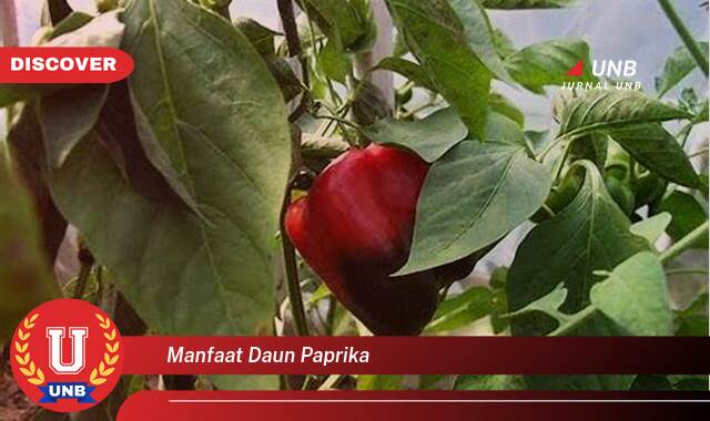 Inilah 10 Manfaat manfaat daun paprika yang Jarang Diketahui