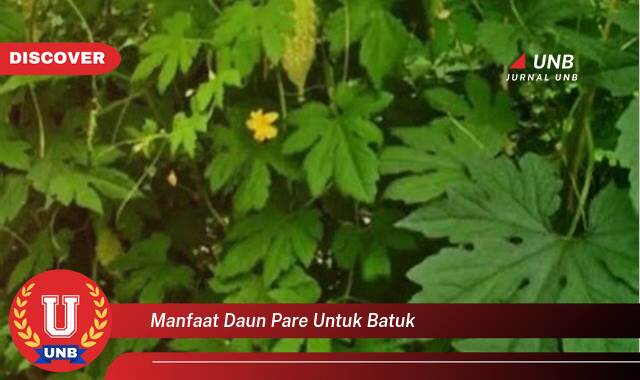 8 Manfaat manfaat daun pare untuk batuk yang Wajib kamu ketahui
