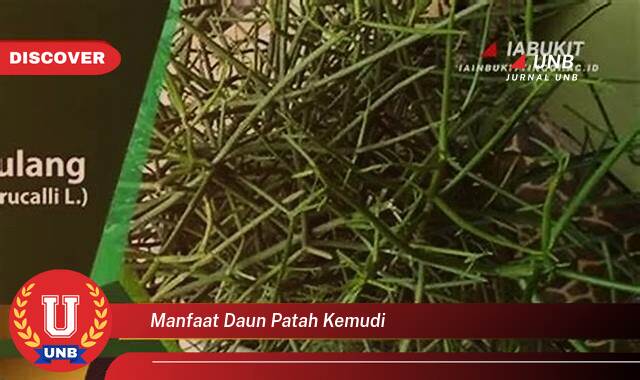 Temukan 8 Manfaat manfaat daun patah kemudi yang Wajib kamu ketahui