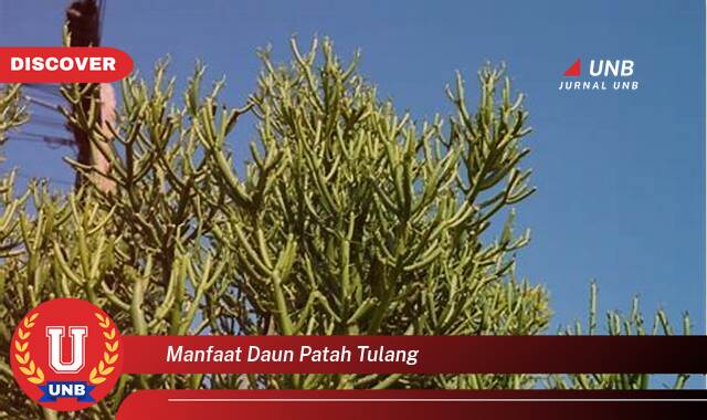 Temukan 10 Manfaat Daun Patah Tulang untuk Penyembuhan Cepat dan Alami