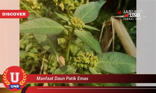 Temukan 8 Manfaat Daun Patik Emas untuk Kesehatan dan Kecantikan Anda