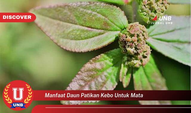 Temukan 9 Manfaat Daun Patikan Kebo untuk Mata, Mengatasi Iritasi, Infeksi, dan Masalah Lainnya