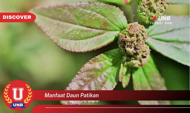 Inilah 8 Manfaat manfaat daun patikan yang Bikin Kamu Penasaran