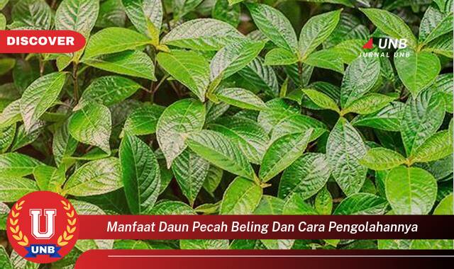 Temukan 10 Manfaat Daun Pecah Beling untuk Kesehatan dan Cara Mengolahnya dengan Mudah