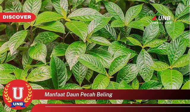 Temukan 8 Manfaat Daun Pecah Beling untuk Kesehatan Anda Secara Alami Temukan 8 Manfaat Daun Pecah Beling untuk Kesehatan Anda Secara Alami