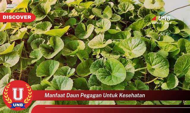 Temukan 10 Manfaat Daun Pegagan untuk Kesehatan, Meningkatkan Daya Ingat dan Kesehatan Kulit Anda