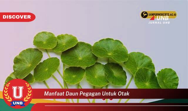 Temukan 8 Manfaat Daun Pegagan untuk Otak, Meningkatkan Daya Ingat dan Fokus Anda