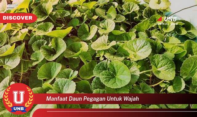 Temukan 9 Manfaat Daun Pegagan untuk Wajah, Kulit Cerah, Kencang, dan Bebas Jerawat