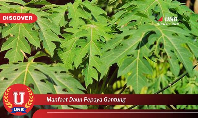 Temukan 8 Manfaat manfaat daun pepaya gantung yang Wajib Kamu Intip