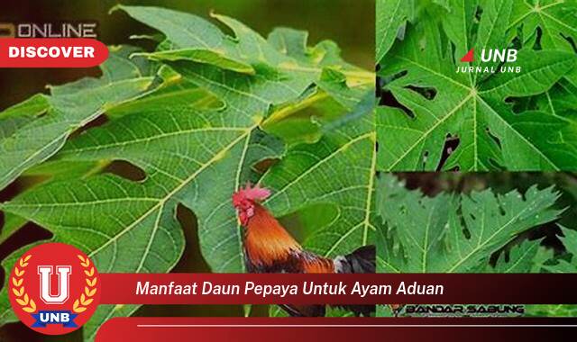 Temukan 10 Manfaat daun pepaya untuk ayam aduan yang tidak Semua Orang Tau