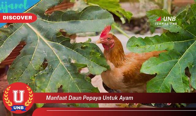 Temukan 10 Manfaat Daun Pepaya untuk Ayam, Meningkatkan Kesehatan dan Produktivitas