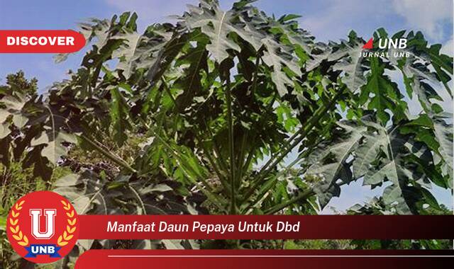 Temukan 9 Manfaat manfaat daun pepaya untuk dbd yang Wajib kamu ketahui