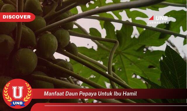 Temukan 10 Manfaat Daun Pepaya untuk Ibu Hamil, Panduan Lengkap dan Aman